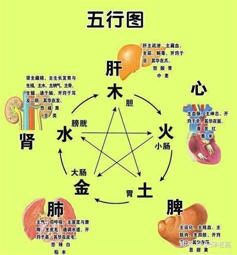 五腑|五脏六腑（人体器官）